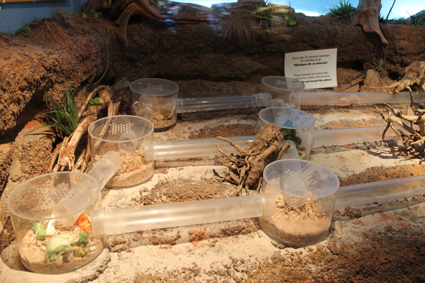 Naked Mole Rat Enclosure