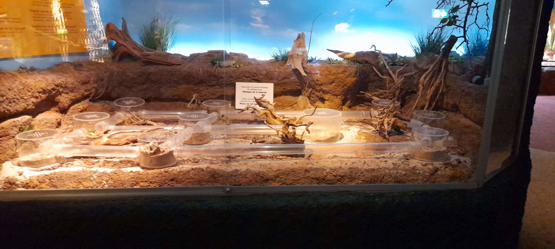 Naked mole rat enclosure