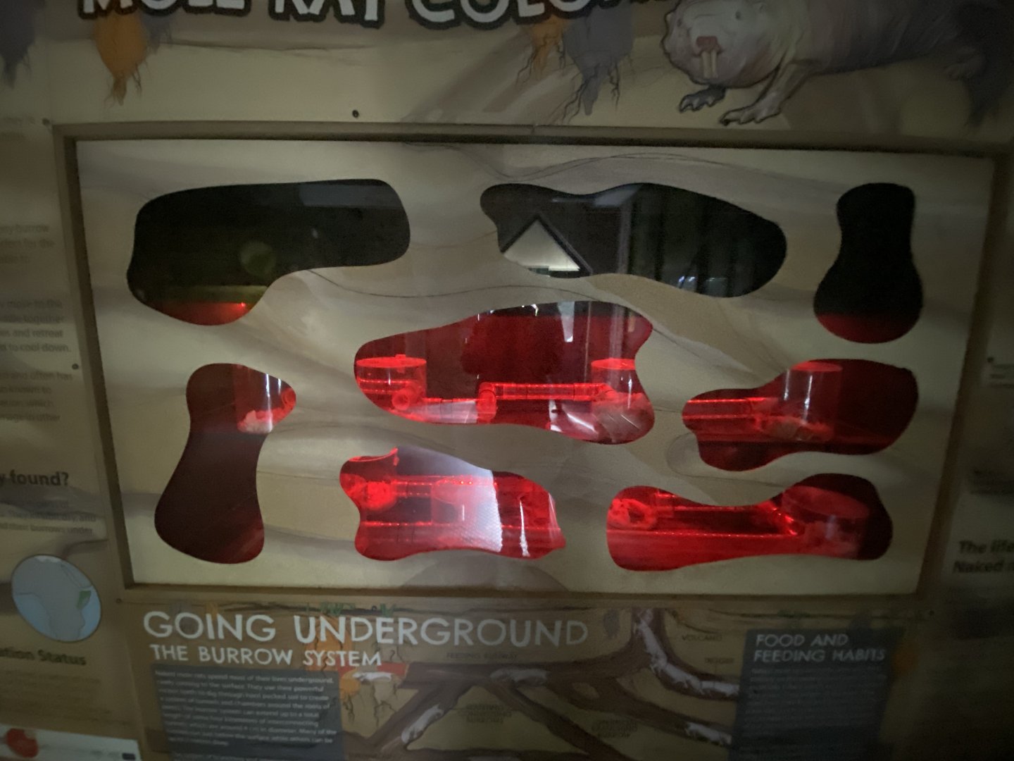 Naked mole rat enclosure