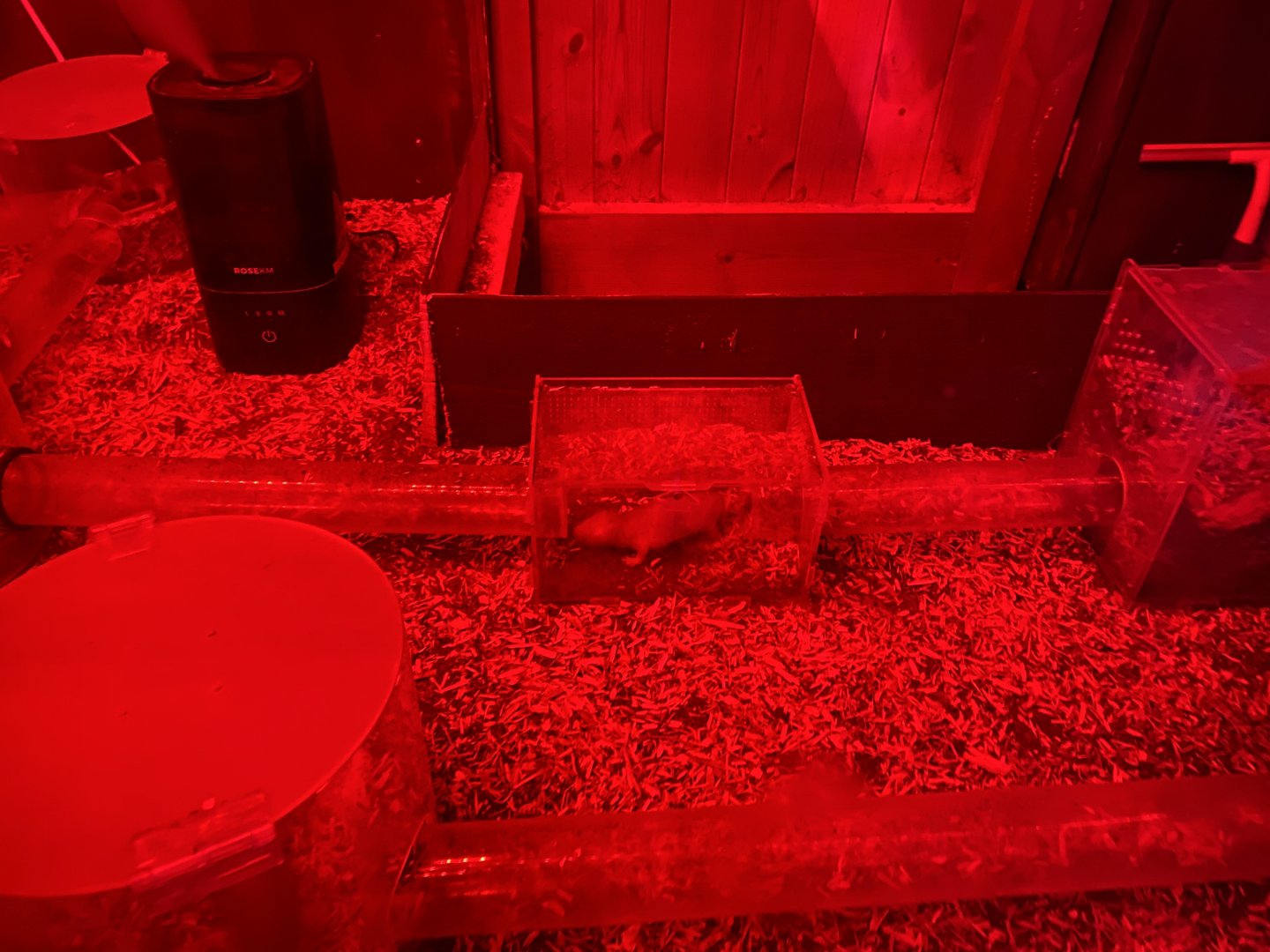 Naked mole-rat exhibit 090525