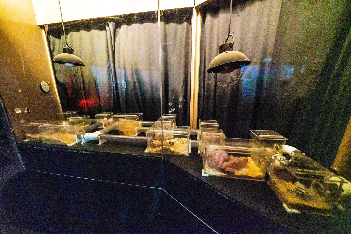 Naked Mole-rat Exhibit - 2019