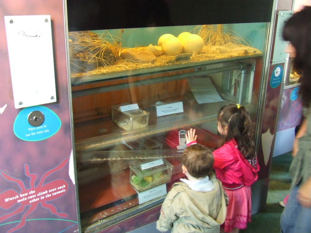Naked Mole Rat Exhibit, B.U.G.S., Web of Life exhibition