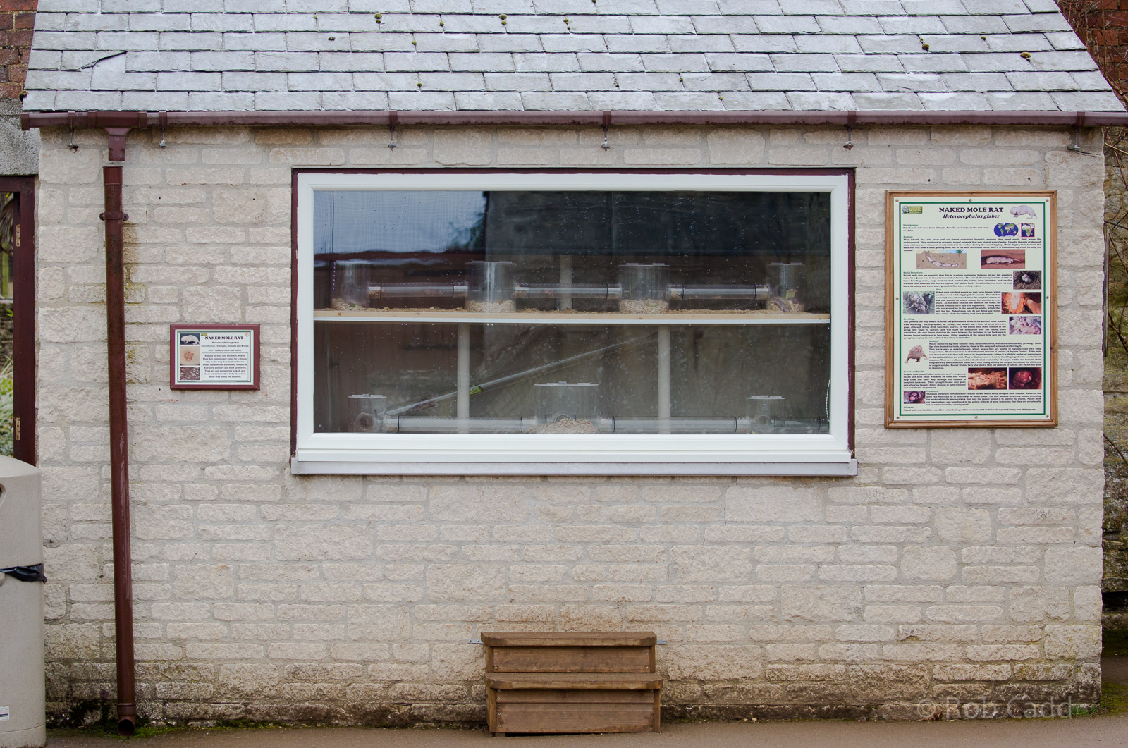 Naked mole-rat (exhibit) : Cotswold WP : 26 Mar 2015