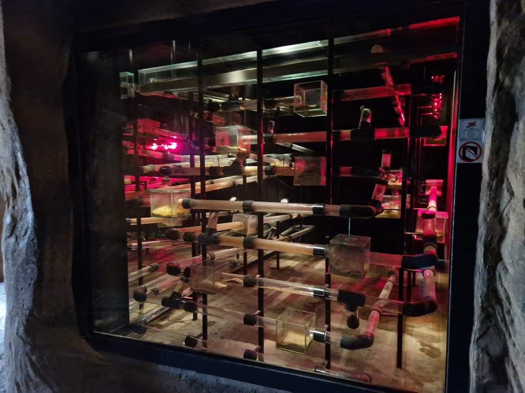 Naked Mole rat exhibit, Desert House