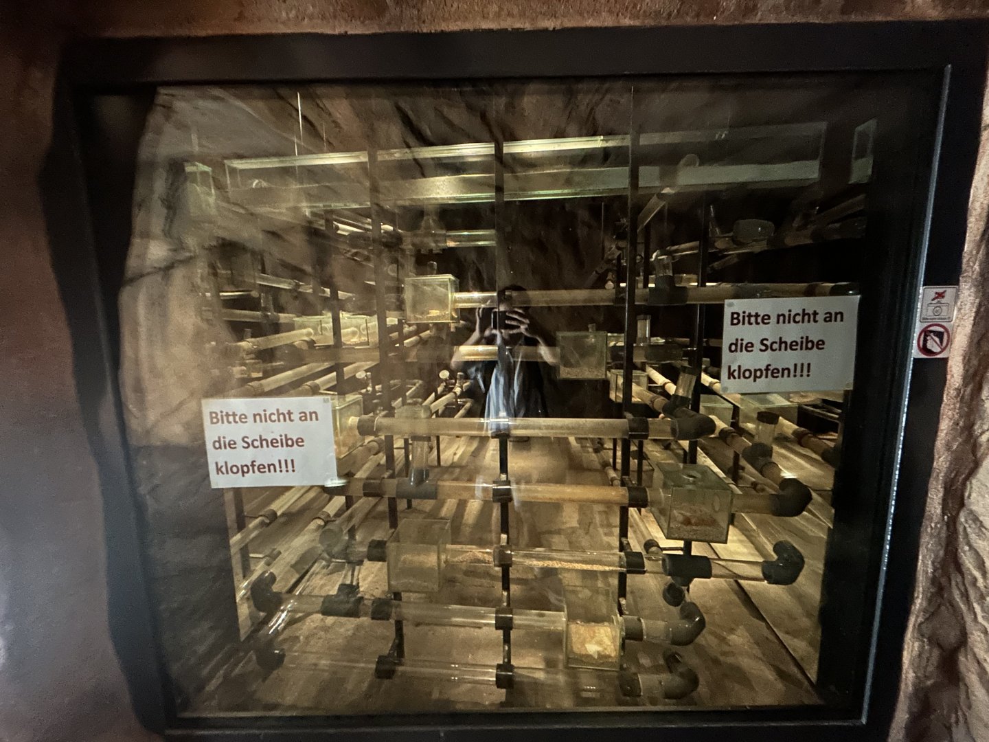 Naked Mole-rat Exhibit - Desert House