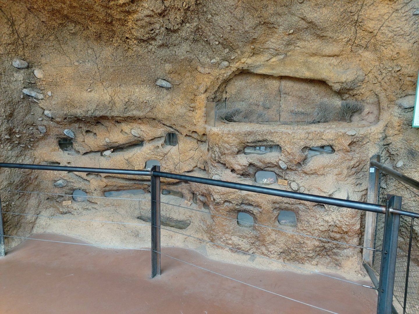 Naked mole-rat exhibit in the rhino and giraffe house - Lewa savanna