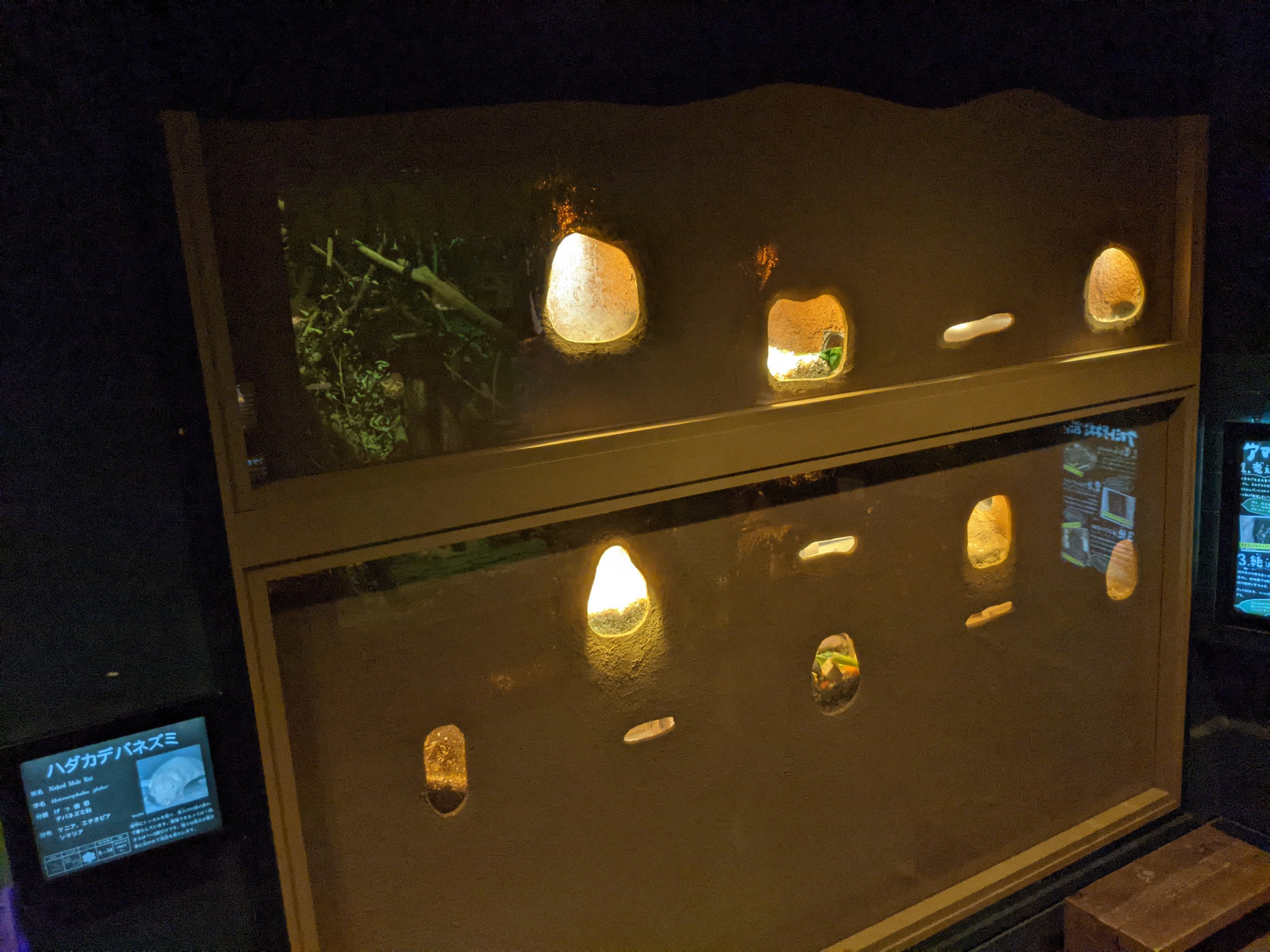 Naked Mole Rat exhibit - Saitama Children's Zoo