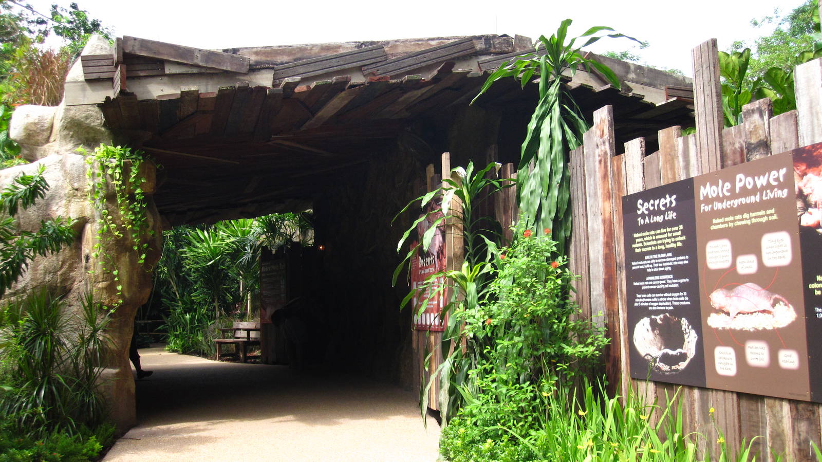 Naked Mole-rat exhibit