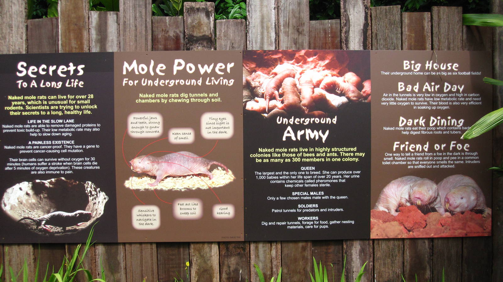 Naked Mole-rat exhibit