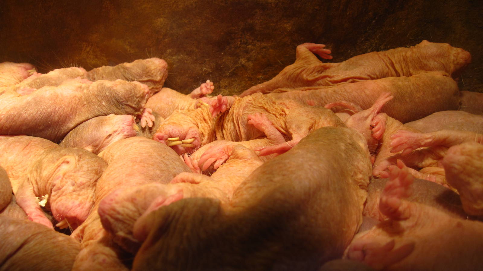 Naked Mole-rat exhibit