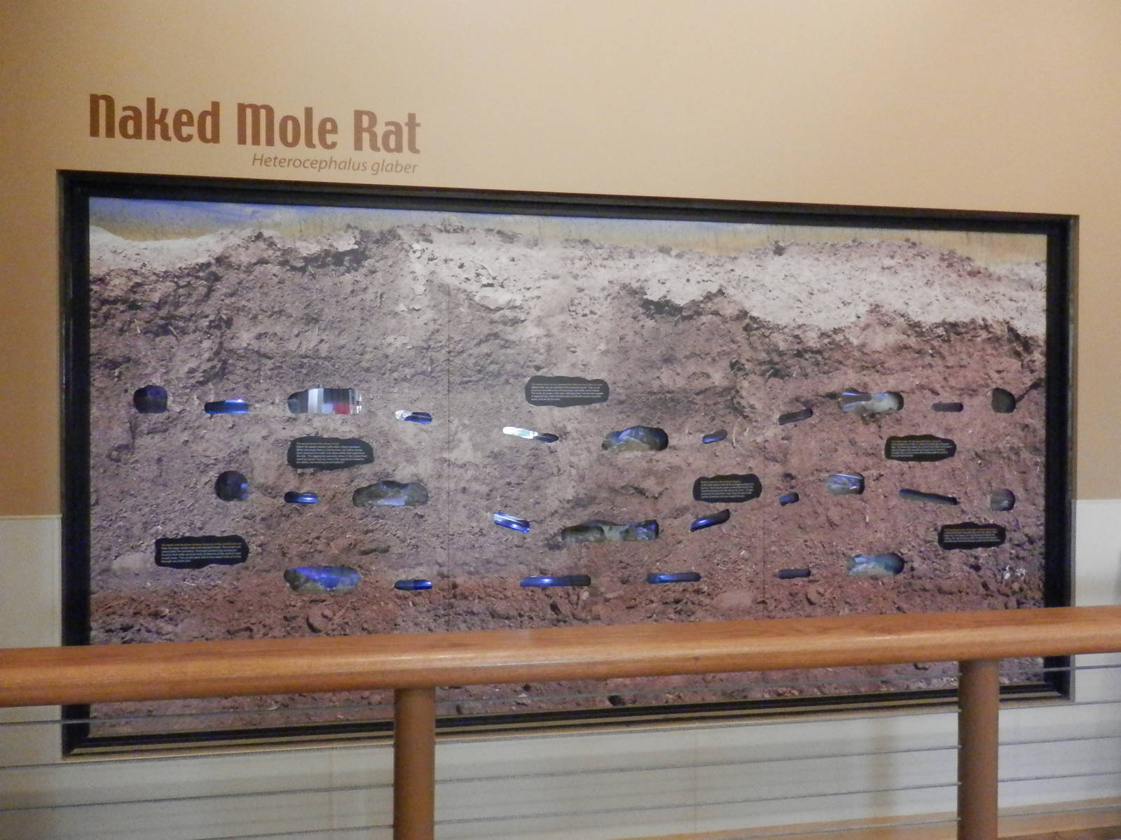 Naked Mole Rat exhibit