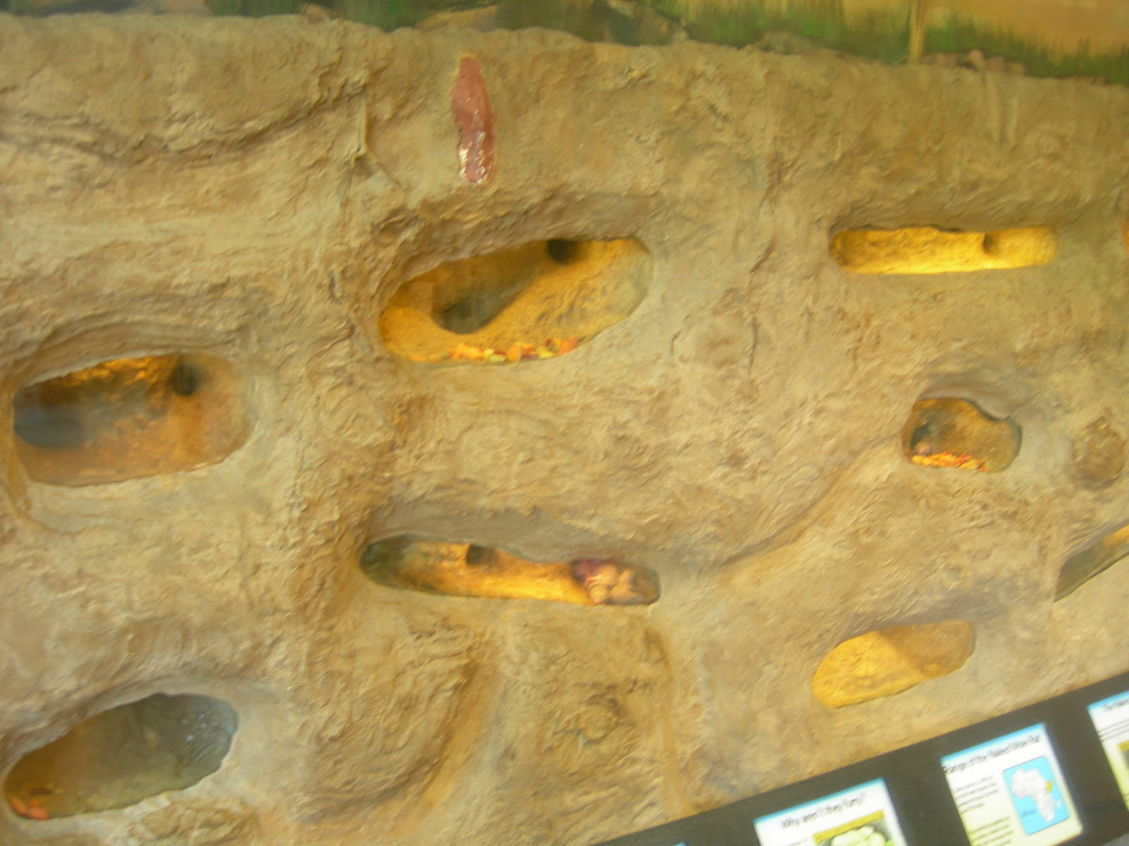 Naked Mole Rat Exhibit