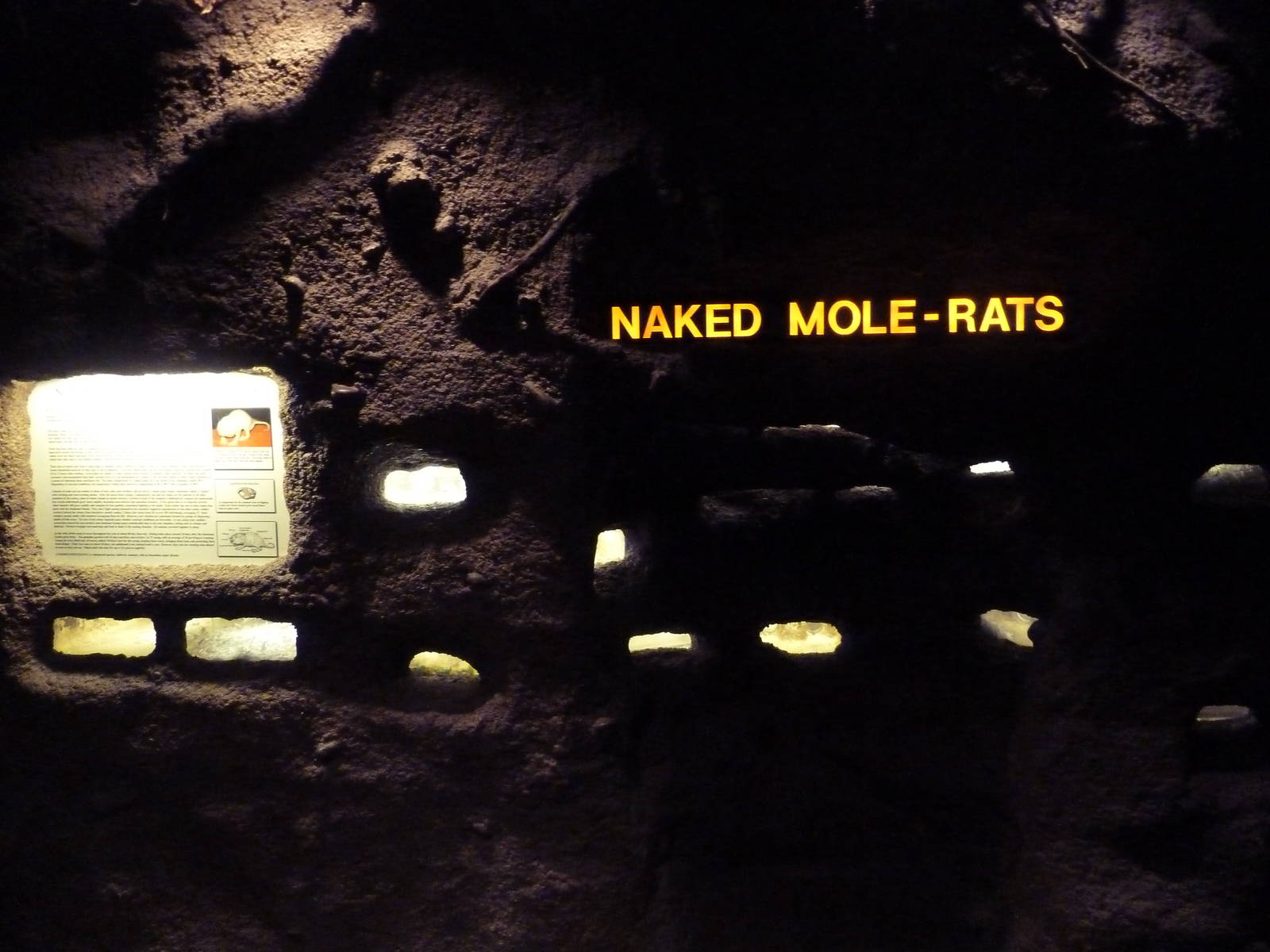 Naked Mole Rat Exhibit