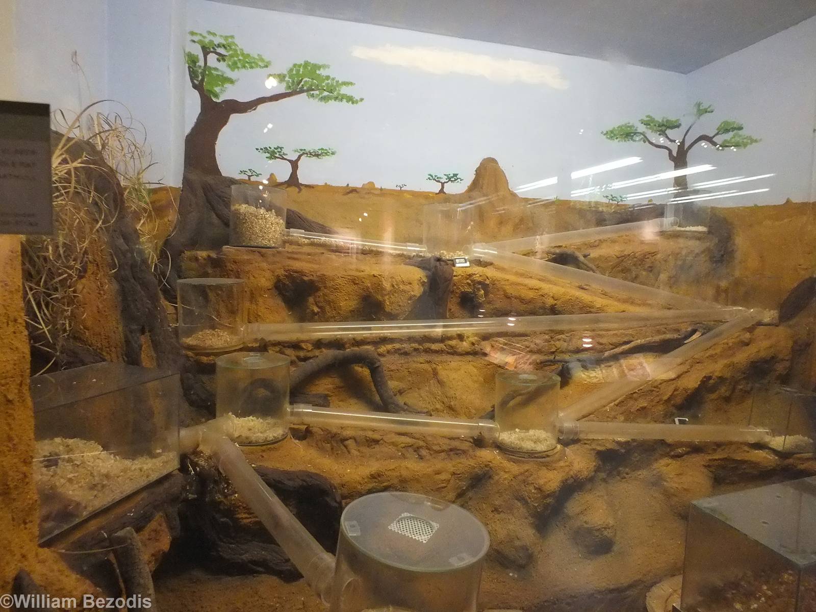 Naked-mole-rat exhibit