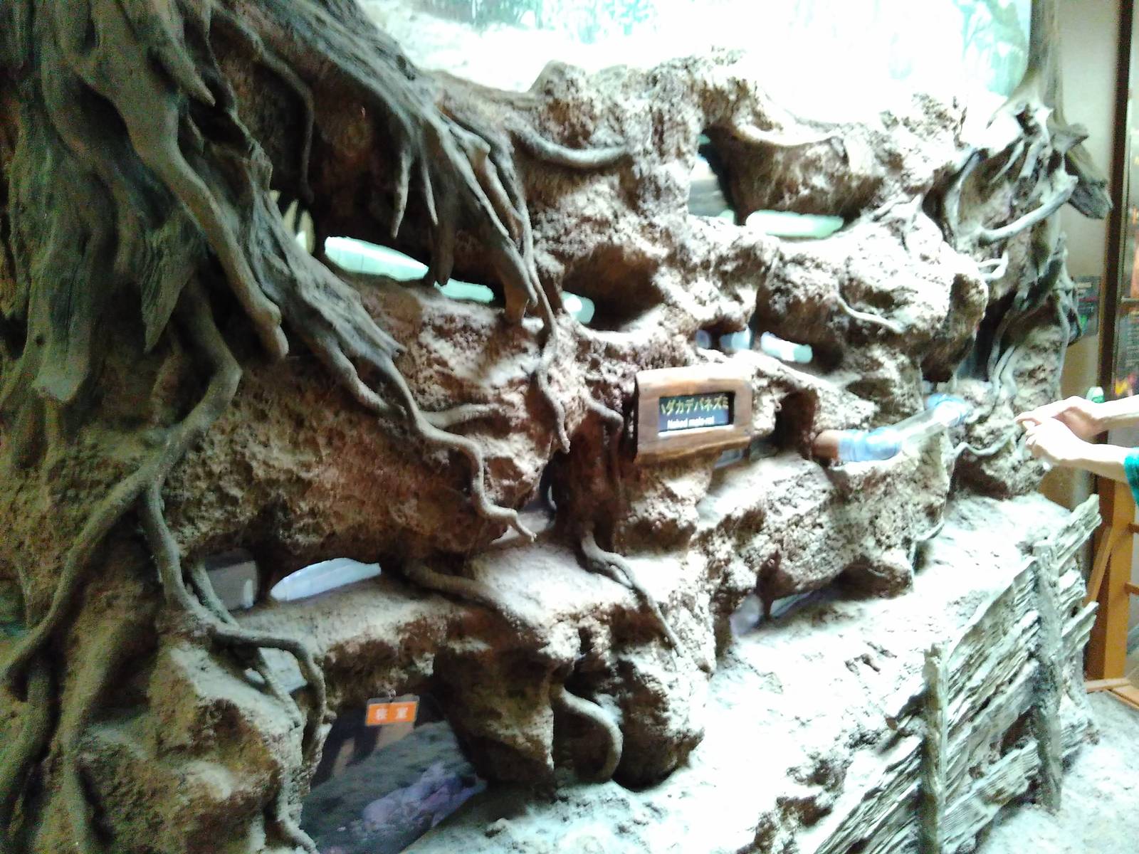 Naked mole rat exhibit