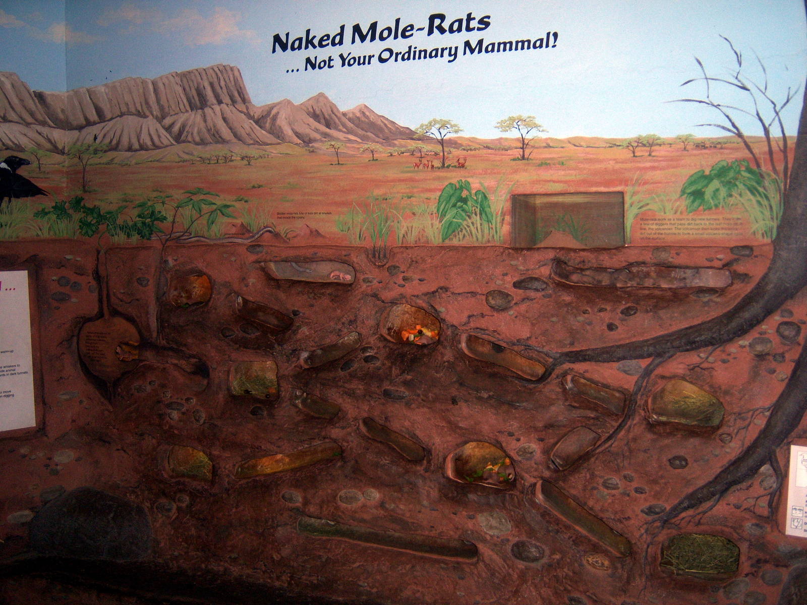Naked Mole Rat Exhibit