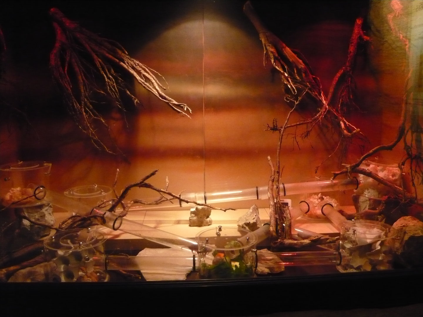 Naked mole rat exhibit