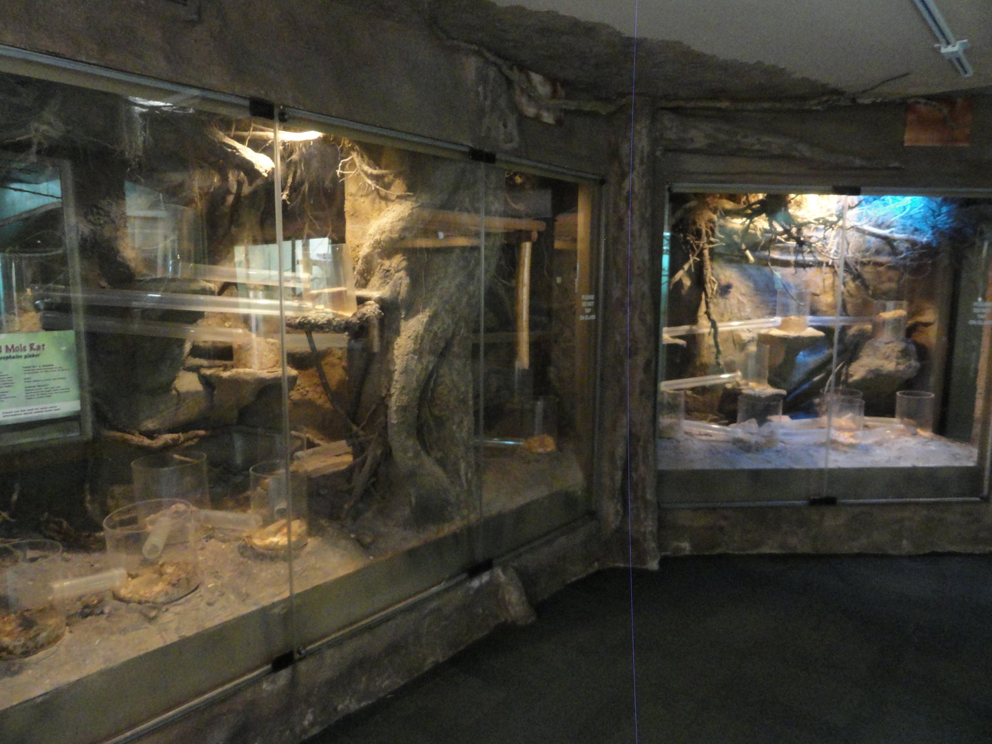 Naked Mole Rat Exhibit