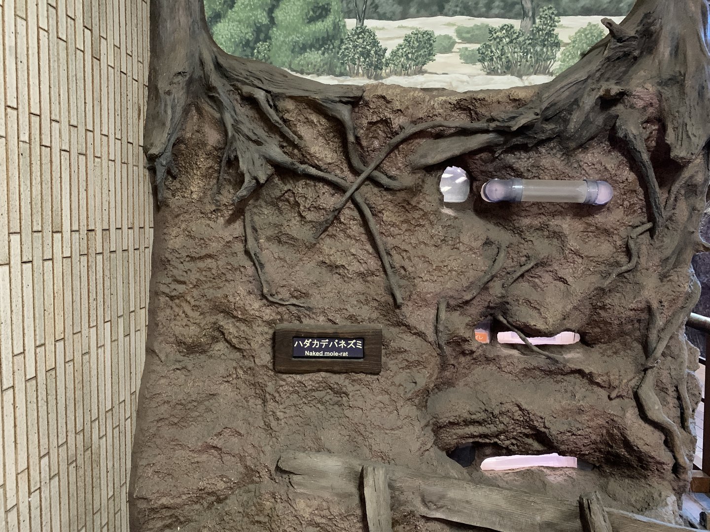 Naked Mole-rat Exhibit