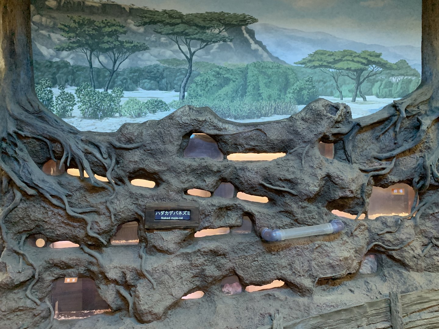 Naked Mole-rat Exhibit