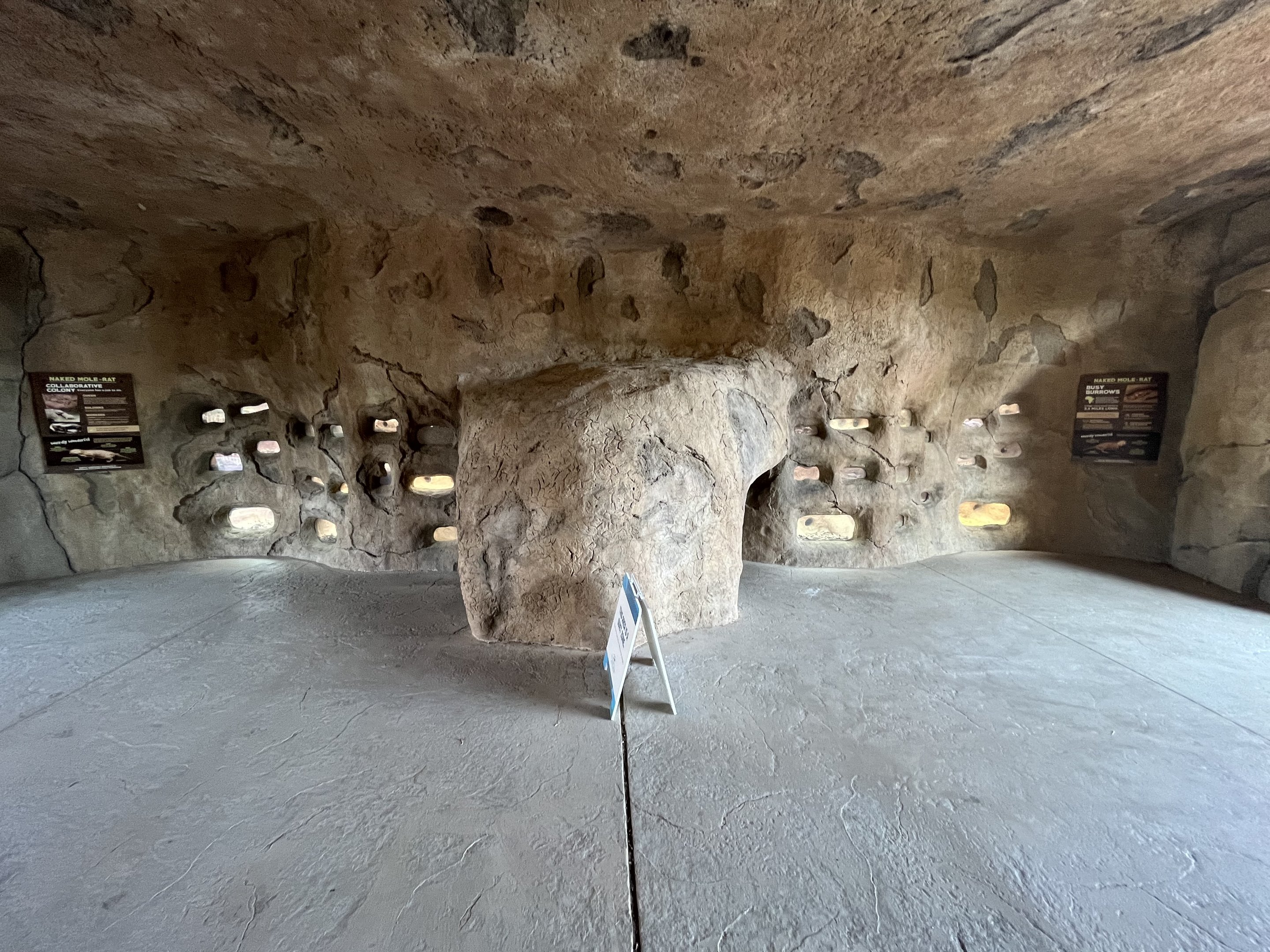 Naked Mole Rat Exhibit