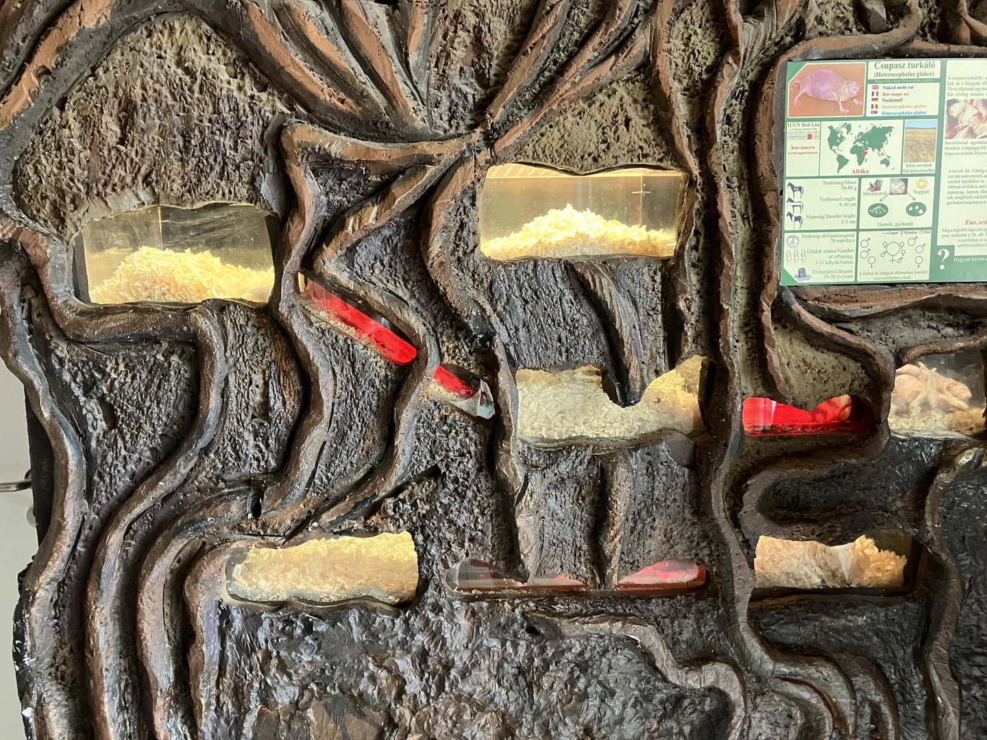 Naked mole-rat exhibit