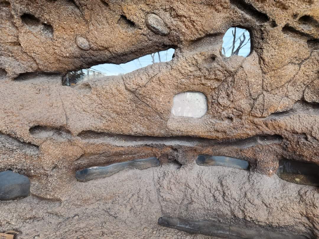 Naked Mole-rat exhibit