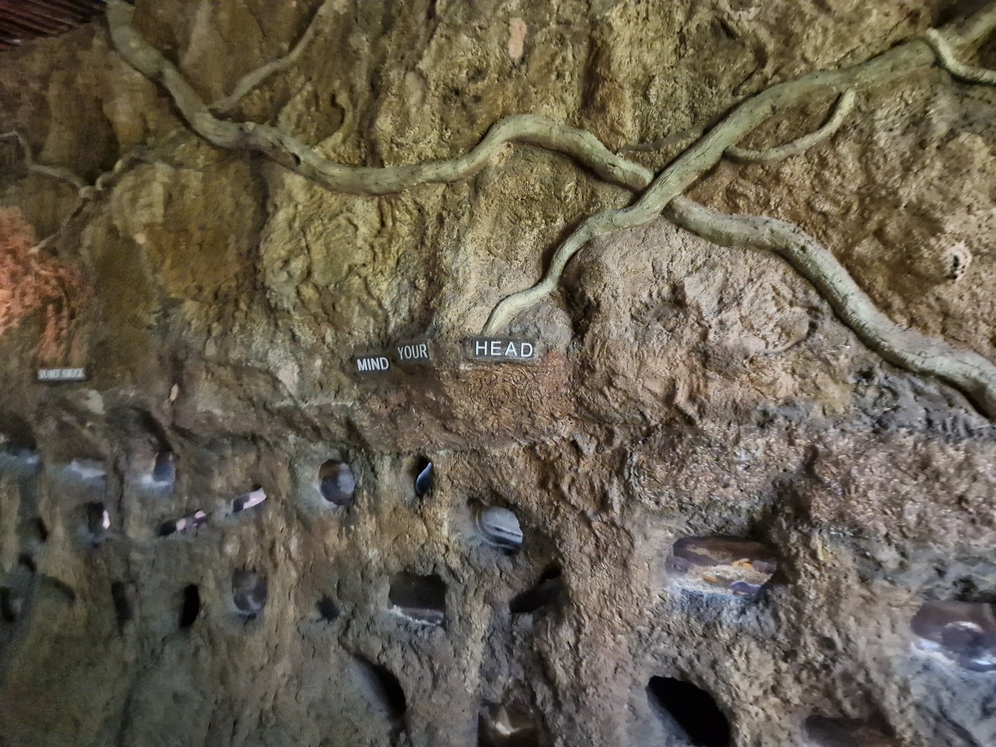 Naked Mole-rat exhibit