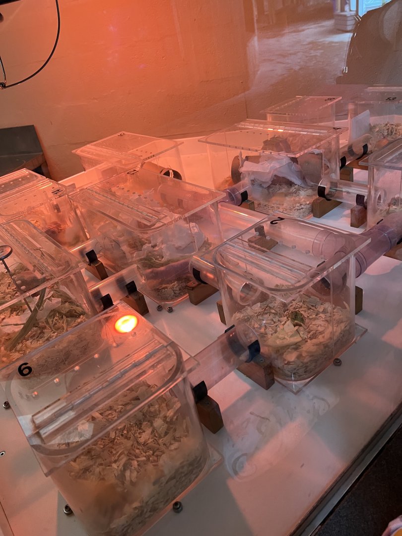 Naked Mole Rat Exhibit