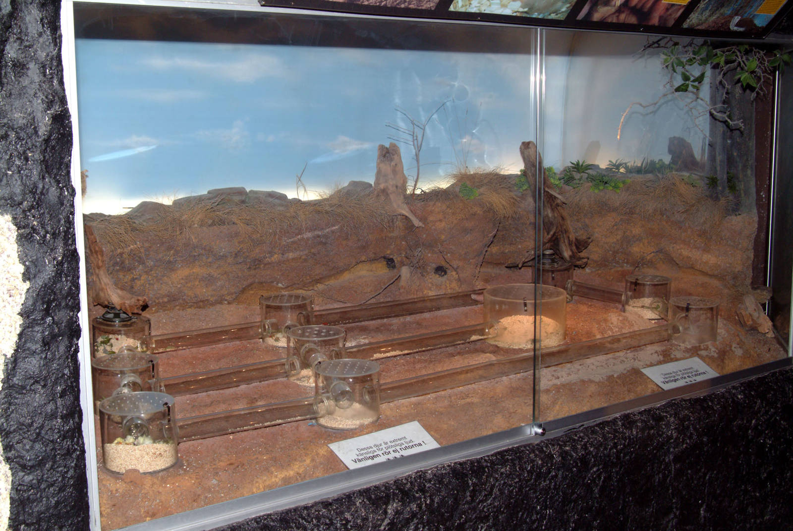 Naked Mole Rat exhibit