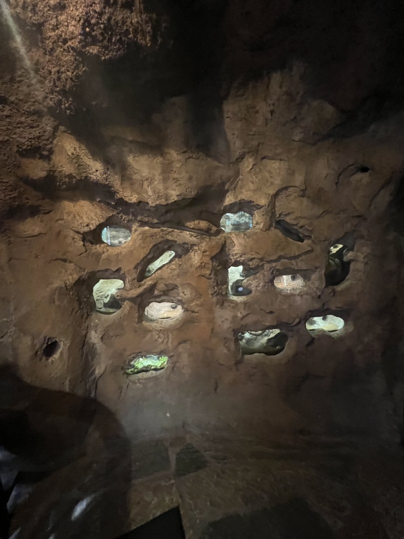 Naked Mole Rat Exhibit