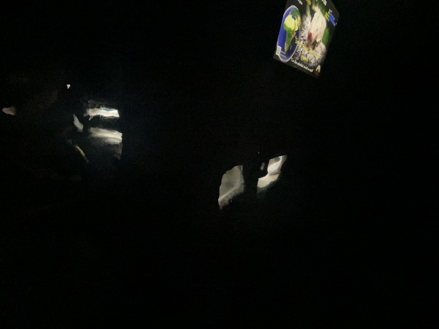 Naked mole rat exhibit