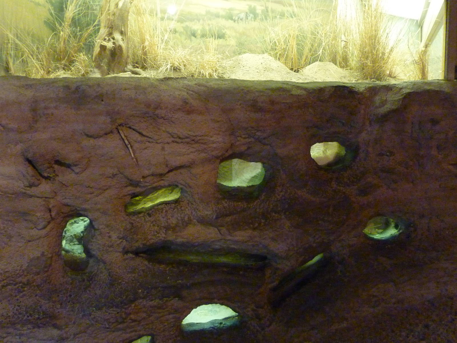 Naked Mole Rat Exhibit