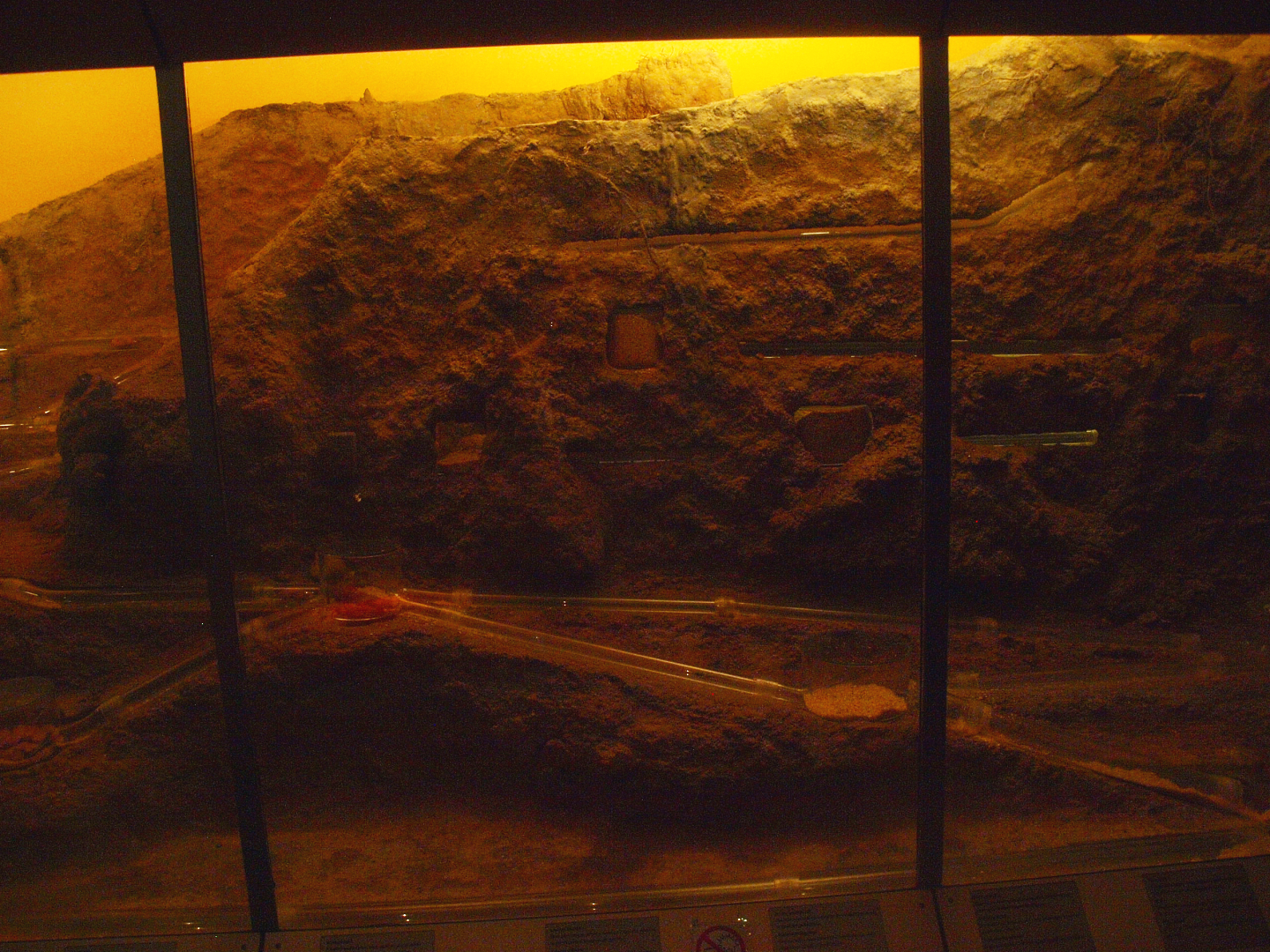 Naked mole-rat facility, 2015-07-19