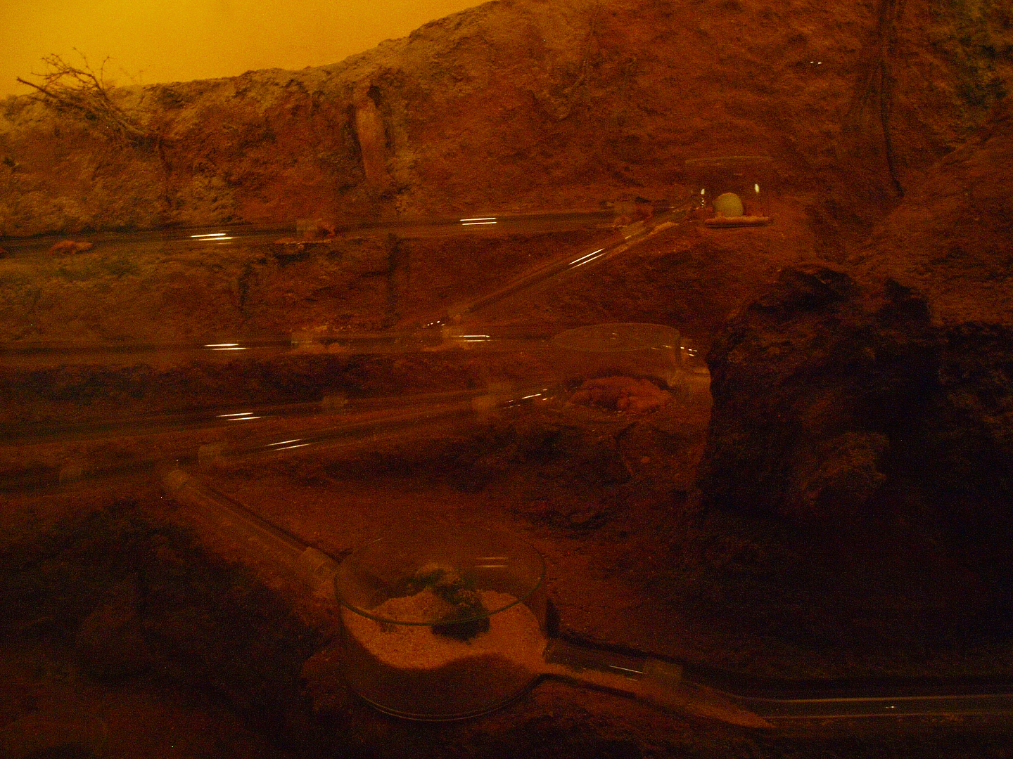 Naked mole-rat facility, 2015-07-19