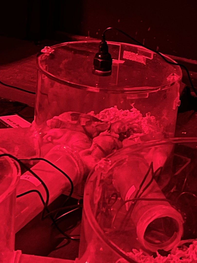 Naked mole rat family 11.2.25