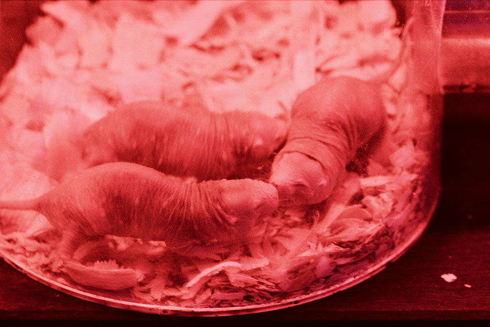 Naked mole rat greetings