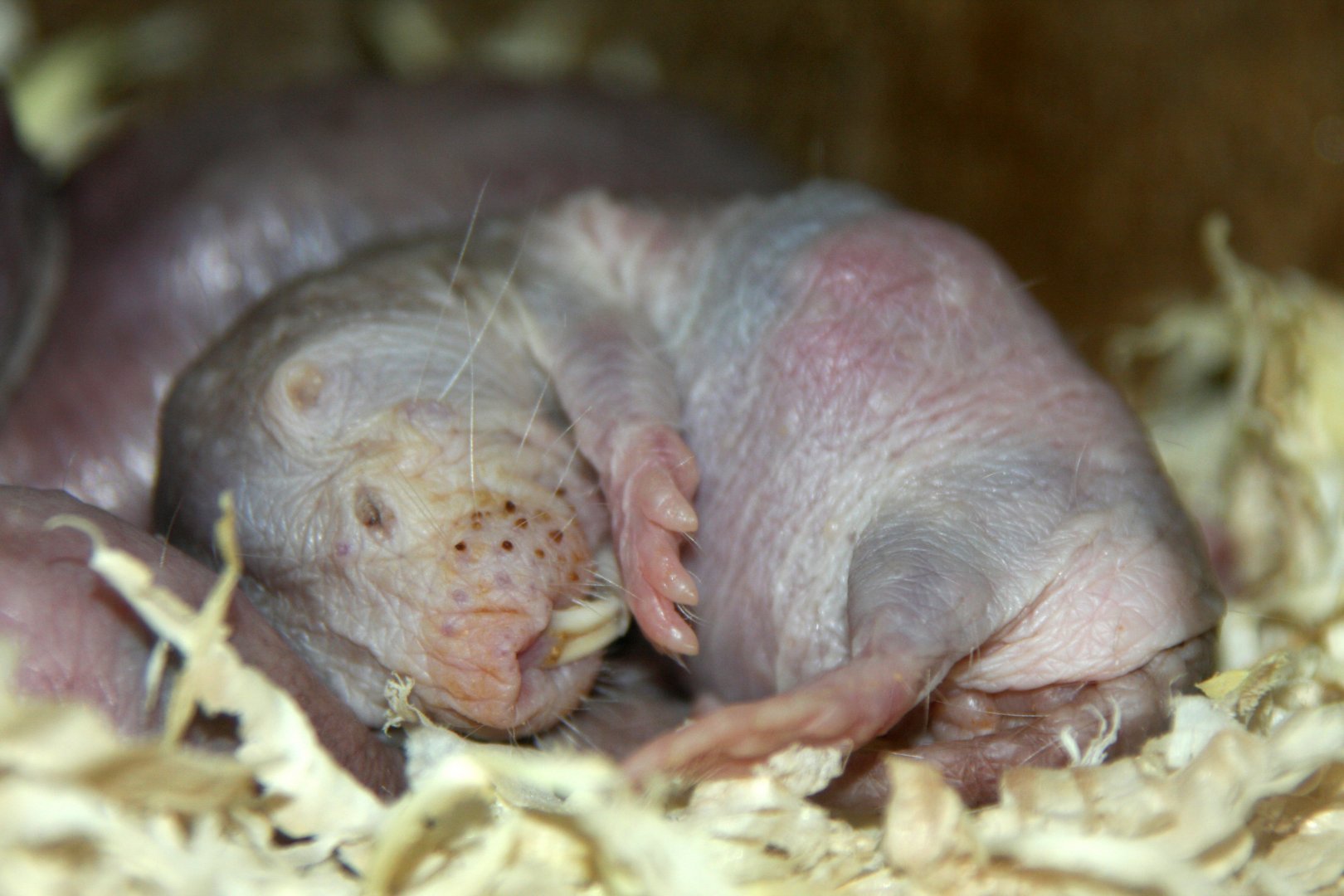 naked mole-rat (Heterocephalus glaber) 2010
