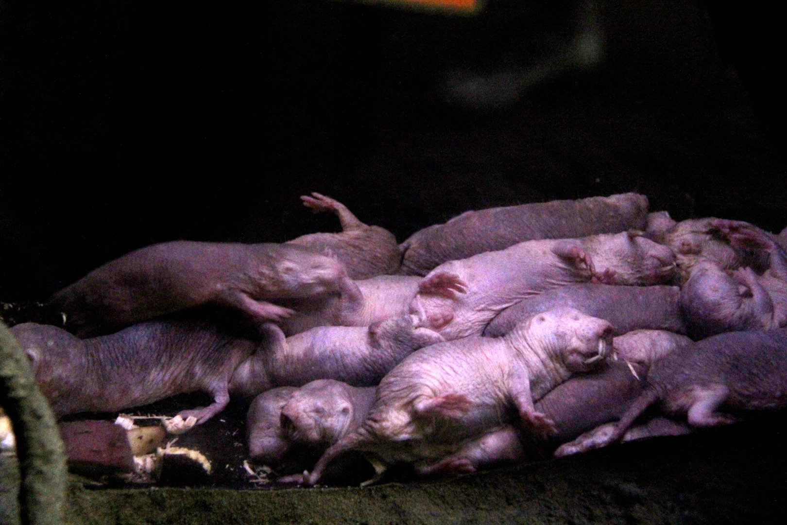 naked mole-rat (Heterocephalus glaber) pile