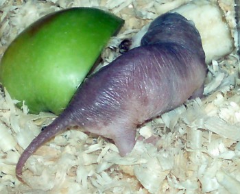 Naked Mole Rat (Heterocephalus glaber)
