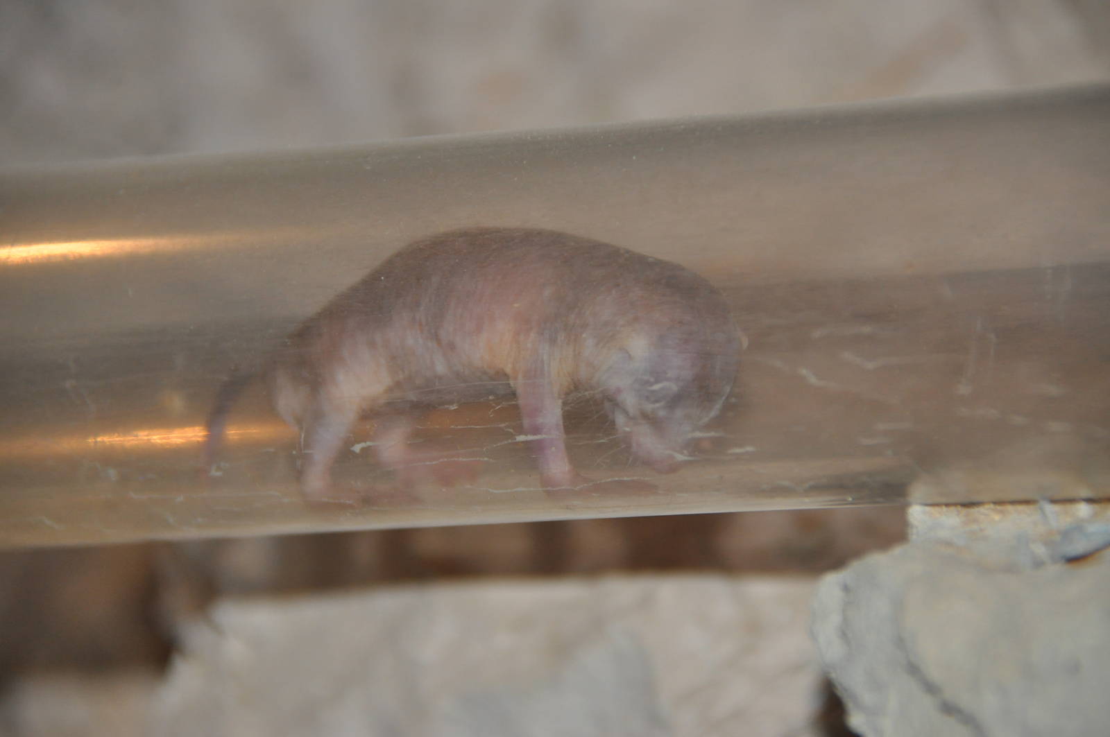 Naked mole-rat/ Heterocephalus glaber