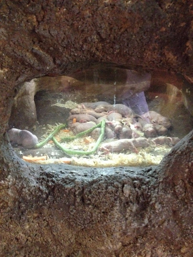 Naked Mole-rat (Heterocephalus glaber)