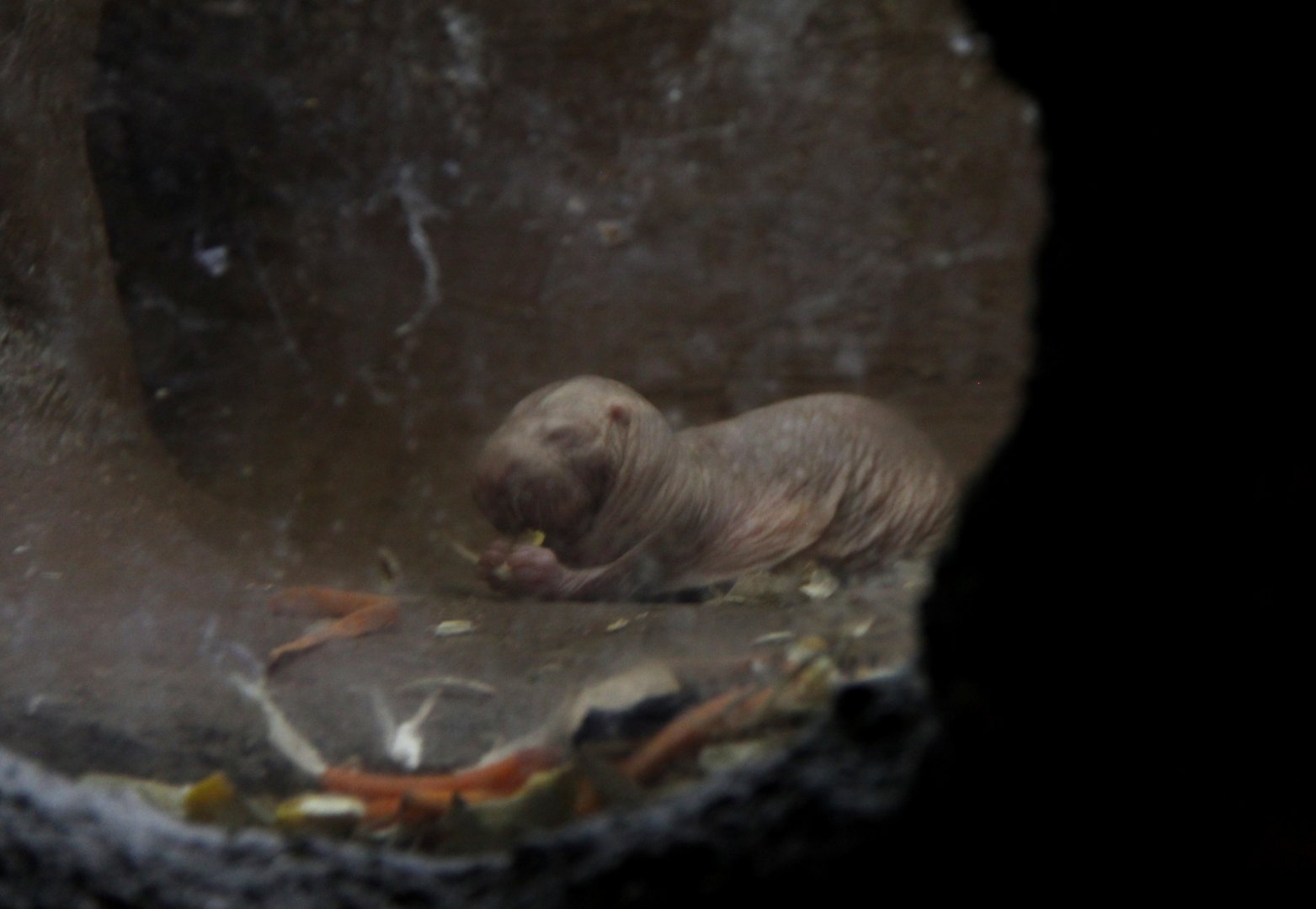 naked mole-rat (Heterocephalus glaber)