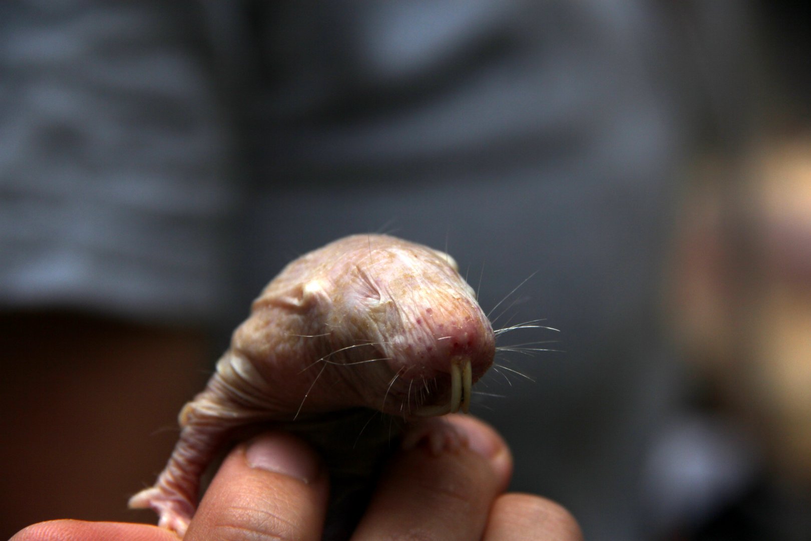 naked mole-rat (Heterocephalus glaber)
