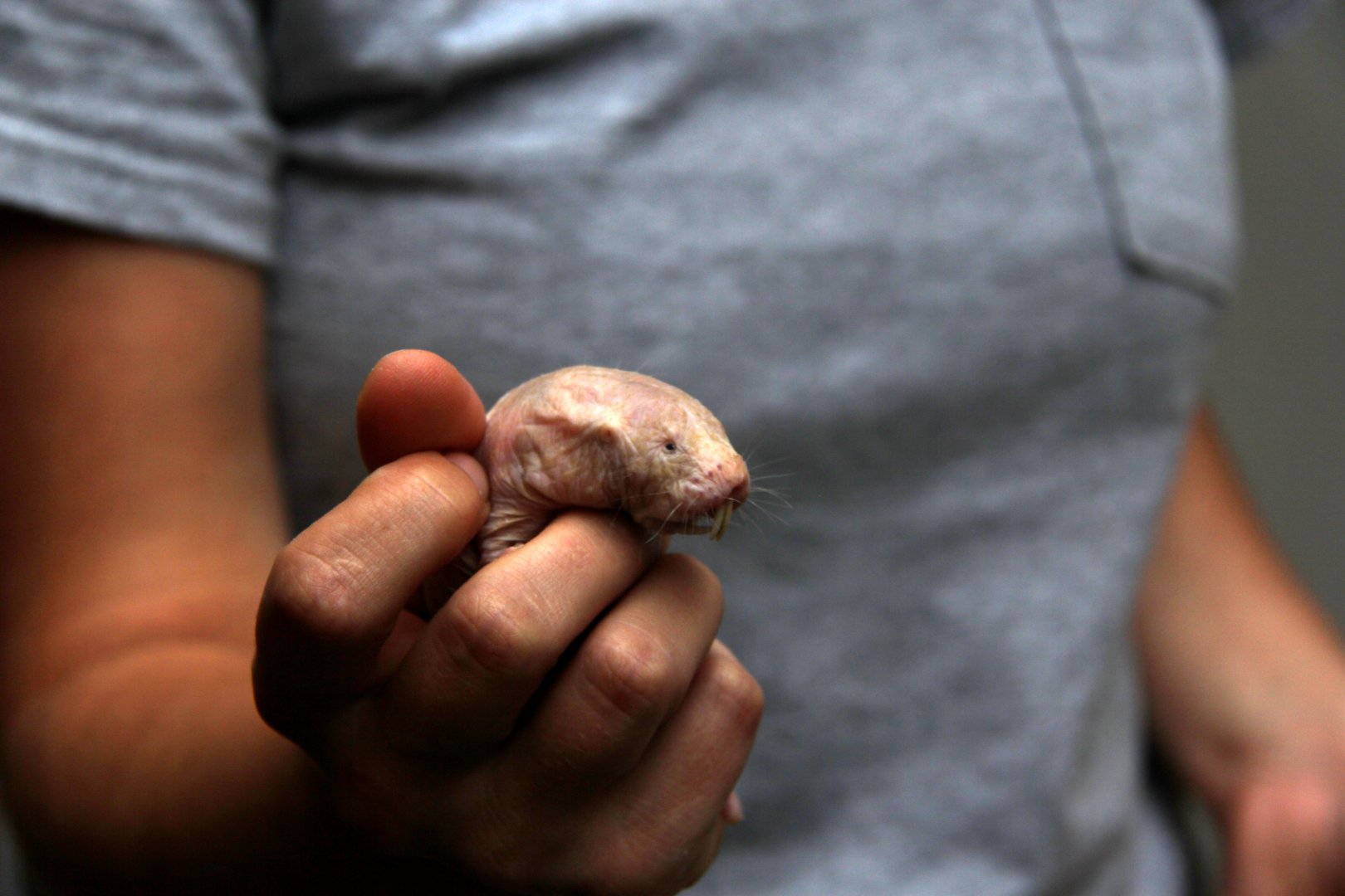 naked mole-rat (Heterocephalus glaber)