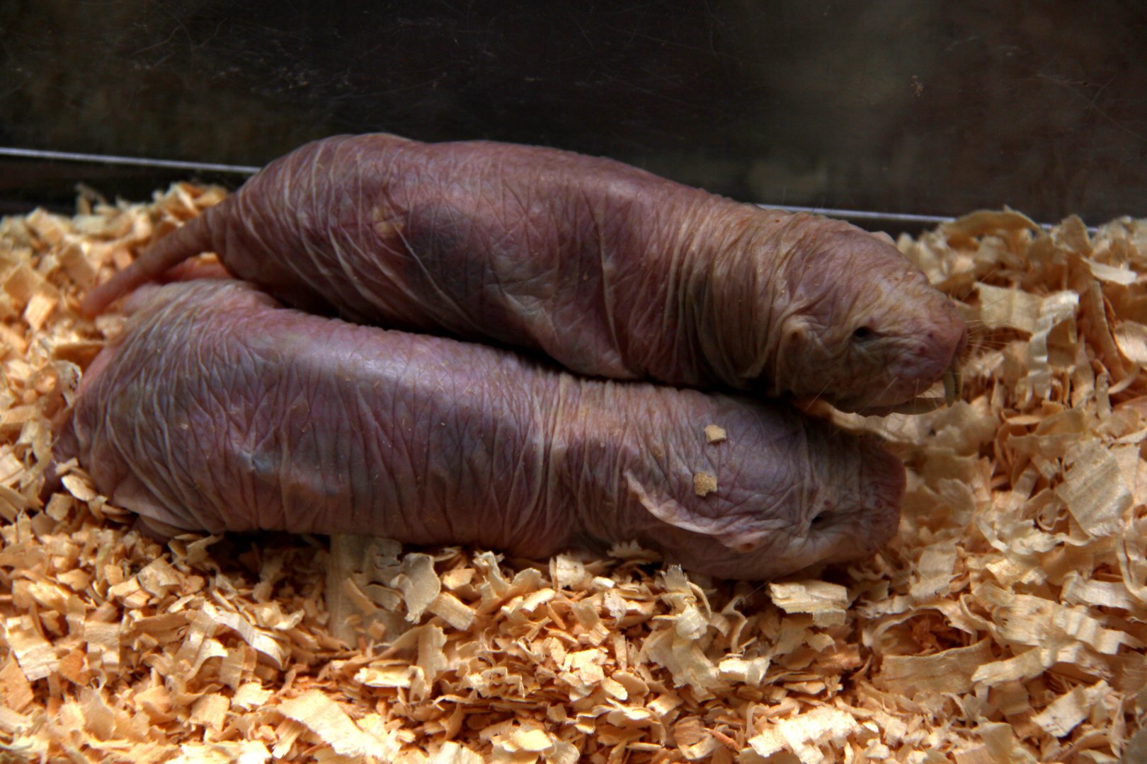 naked mole-rat (Heterocephalus glaber)
