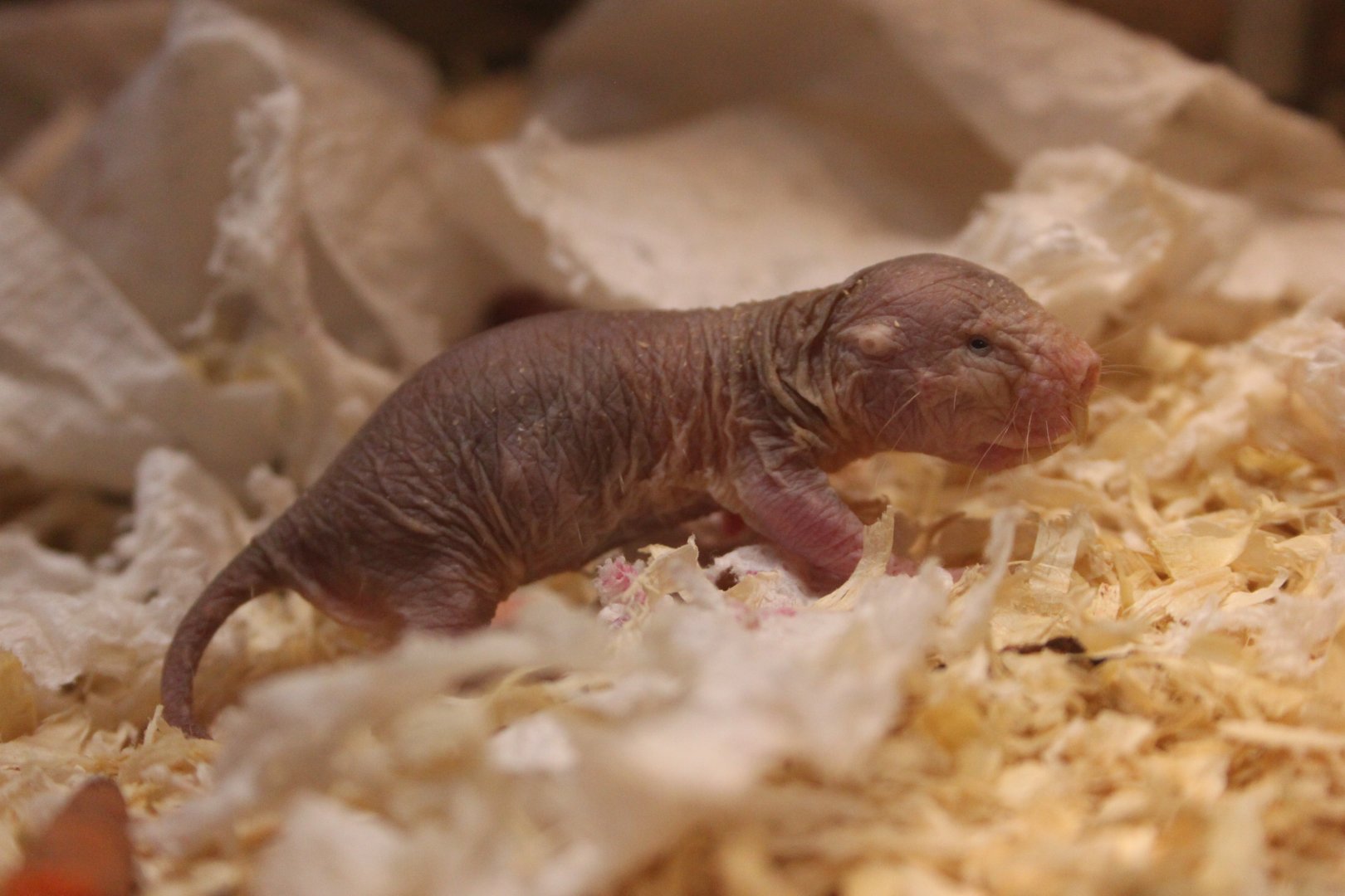 Naked Mole-rat (Heterocephalus glaber)