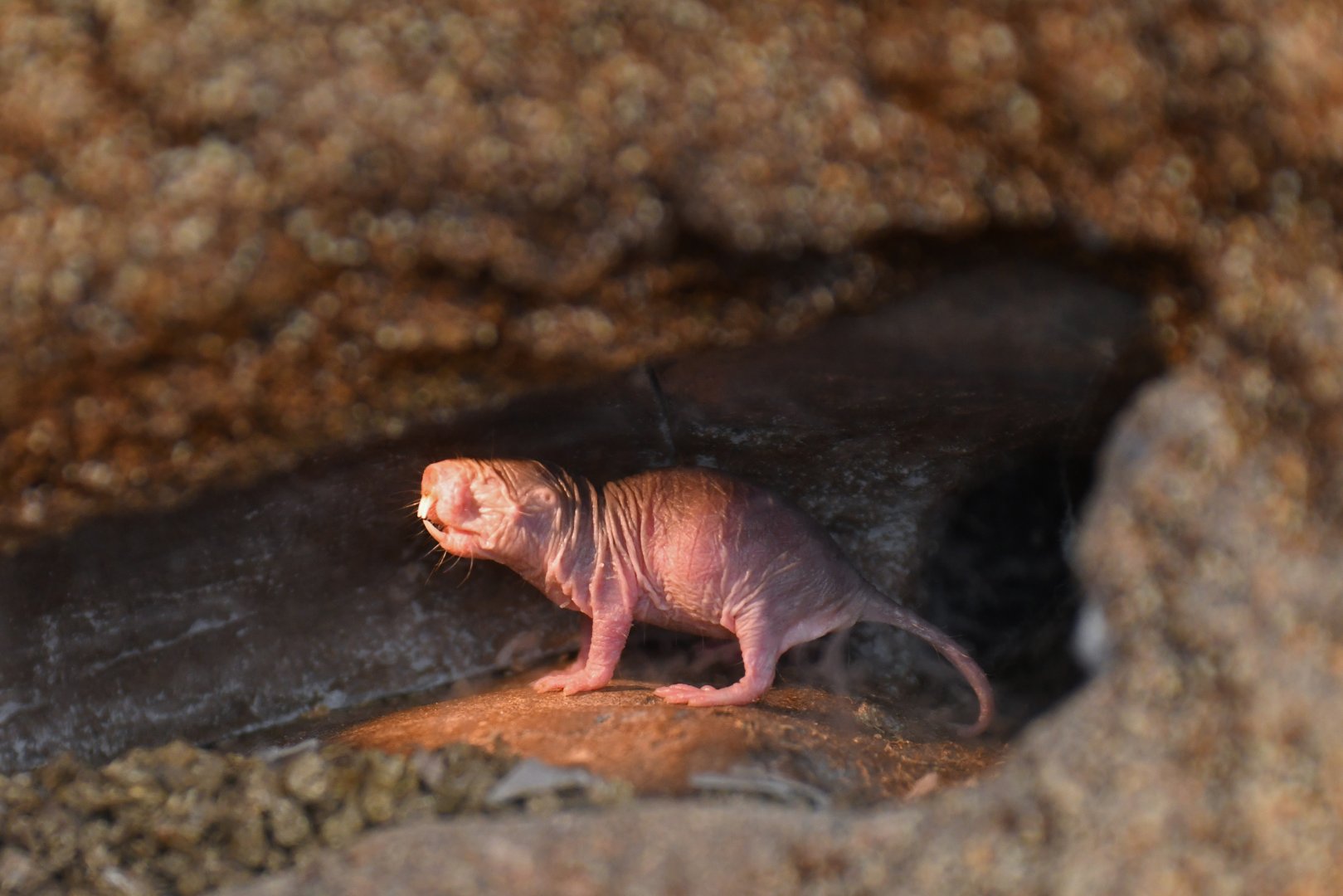 Naked mole-rat (Heterocephalus glaber)