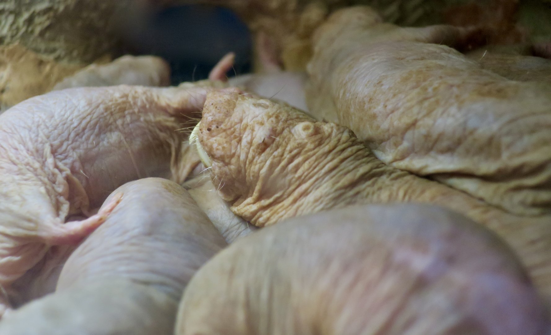 Naked Mole Rat (Heterocephalus glaber)