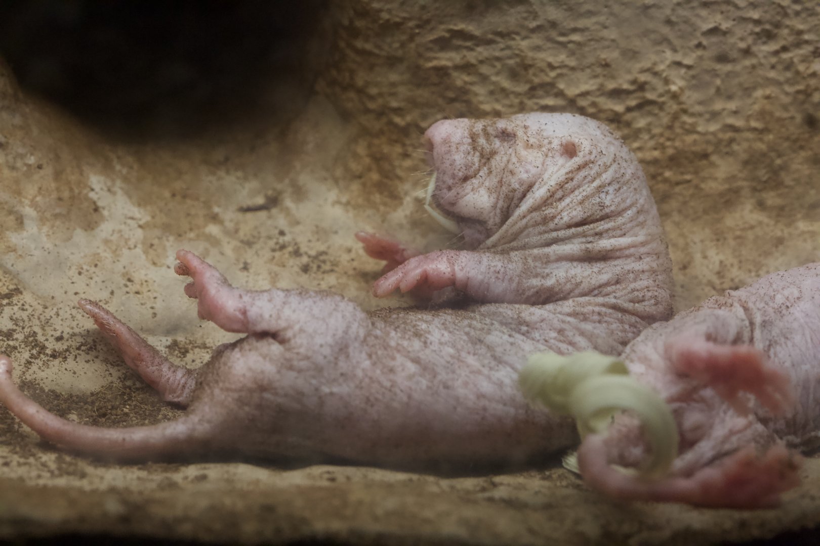 Naked Mole-rat/ Heterocephalus glaber